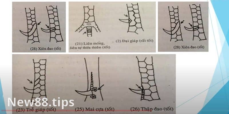 Vảy Gà Chọi Độc - Các Loại Vảy Gà Quý Hiếm Nhất Hiện Nay 6 Vảy gà chọi độc đại giáp